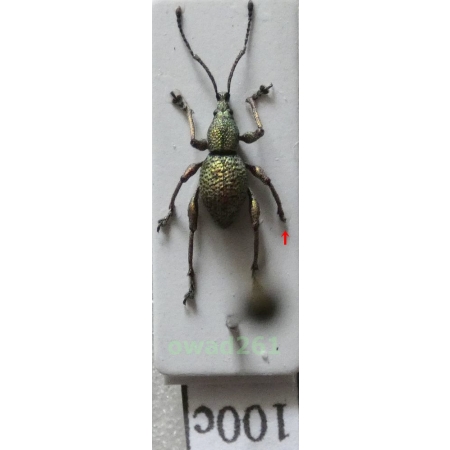 Neopyrgops sp. Heller, 1913 Philippines100c